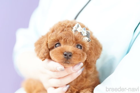 成約済の埼玉県のトイプードル-312163の1枚目