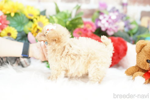 成約済の埼玉県のビションプー:ビションフリーゼ×トイプードル-312167の6枚目