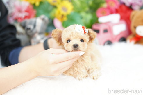 成約済の埼玉県のビションプー:ビションフリーゼ×トイプードル-312167の5枚目