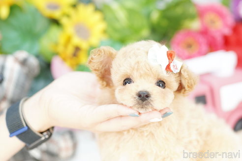 成約済の埼玉県のビションプー:ビションフリーゼ×トイプードル-312167の4枚目