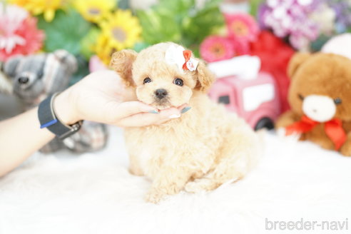 成約済の埼玉県のビションプー:ビションフリーゼ×トイプードル-312167の3枚目