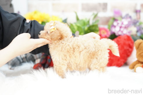 成約済の埼玉県のビションプー:ビションフリーゼ×トイプードル-312170の5枚目