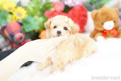 成約済の埼玉県のビションプー:ビションフリーゼ×トイプードル-312170の4枚目