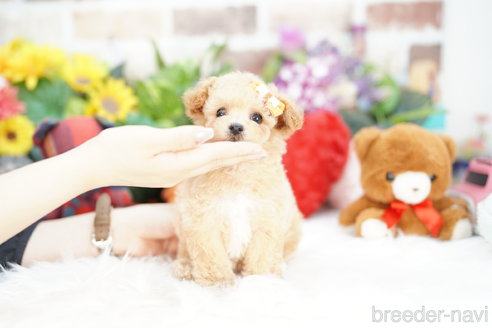 成約済の埼玉県のビションプー:ビションフリーゼ×トイプードル-312170の3枚目