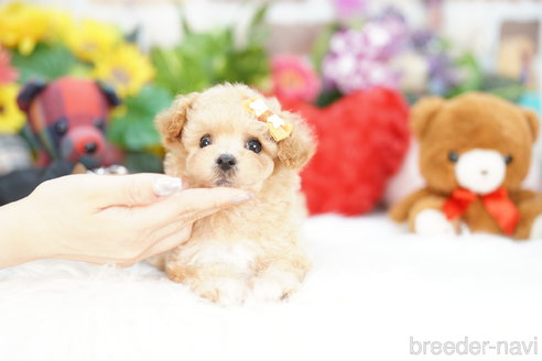 成約済の埼玉県のビションプー:ビションフリーゼ×トイプードル-312170の2枚目