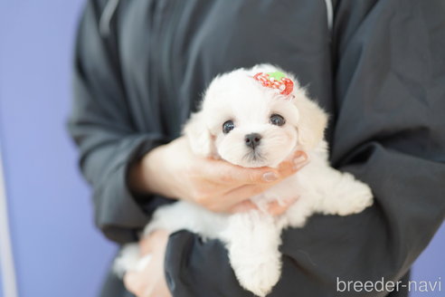 成約済の埼玉県のマルチーズ-312171の3枚目