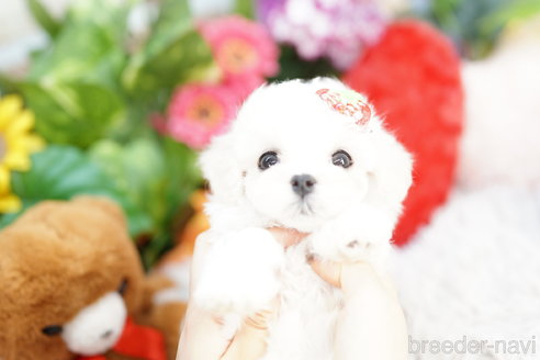 成約済の埼玉県のマルチーズ-312171の2枚目