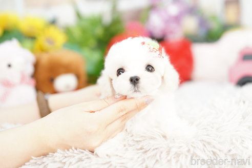 成約済の埼玉県のマルチーズ-312171の1枚目