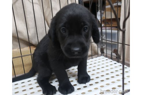 成約済の長崎県のミックス犬-312175の5枚目