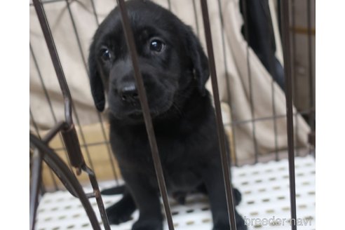 成約済の長崎県のミックス犬-312175の4枚目