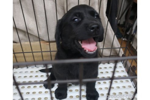 成約済の長崎県のミックス犬-312175の2枚目