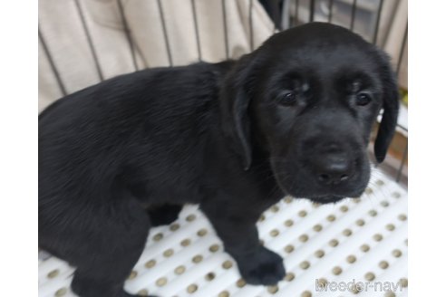 成約済の長崎県のミックス犬-312177の5枚目