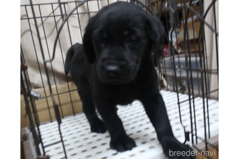 成約済の長崎県のミックス犬-312177の3枚目