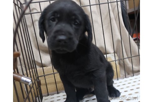 成約済の長崎県のミックス犬-312177の2枚目