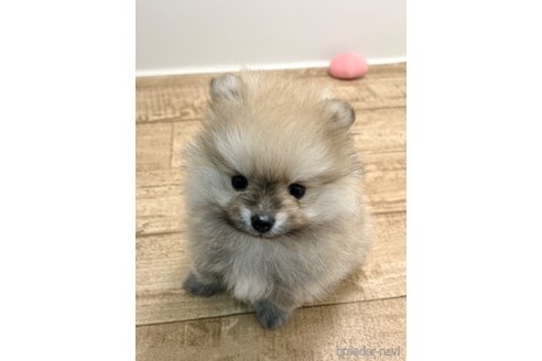 成約済の千葉県のポメラニアン-306384の6枚目