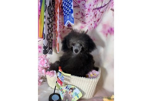成約済の東京都のミニチュアプードル-295945の1枚目