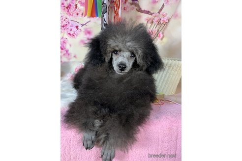 成約済の東京都のミニチュアプードル-295945の3枚目
