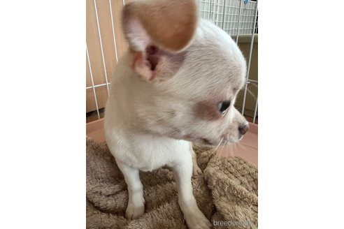 成約済の千葉県のチワワ(スムースコート)-297354の27枚目