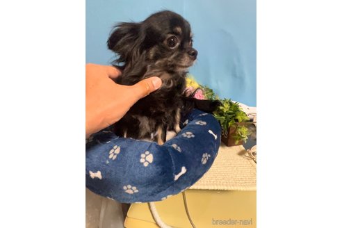 ジジちゃん1枚目