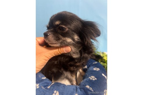ジジちゃん1枚目