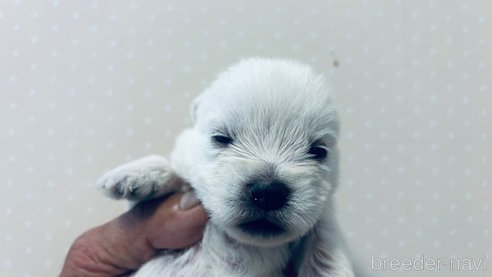 成約済の岐阜県のウエストハイランドホワイトテリア(ウエスティ)-312228の2枚目