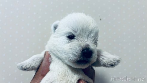 成約済の岐阜県のウエストハイランドホワイトテリア(ウエスティ)-312229の2枚目