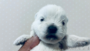 オンライン見学