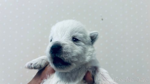 成約済の岐阜県のウエストハイランドホワイトテリア(ウエスティ)-312232の2枚目