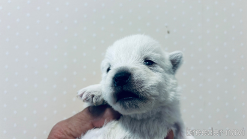 成約済の岐阜県のウエストハイランドホワイトテリア(ウエスティ)-312232の1枚目