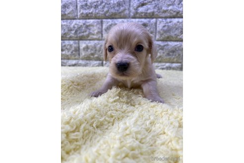 成約済の茨城県のチワックス:チワワ×ミニチュアダックスフンド-312236の1枚目