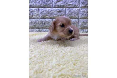 成約済の茨城県のチワックス:チワワ×ミニチュアダックスフンド-312239の4枚目