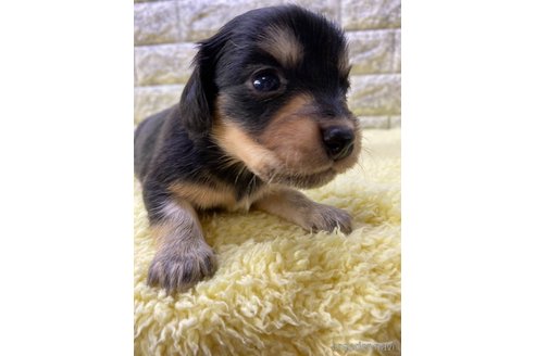 成約済の茨城県のチワックス:チワワ×ミニチュアダックスフンド-312240の2枚目