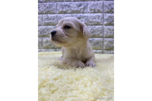 成約済の茨城県のチワックス:チワワ×ミニチュアダックスフンド-312242の4枚目