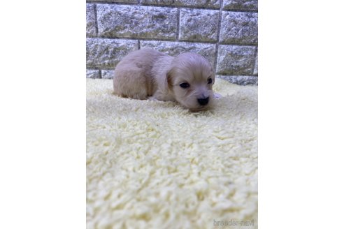 成約済の茨城県のチワックス:チワワ×ミニチュアダックスフンド-312242の2枚目