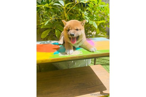 成約済の千葉県の豆柴-312275の1枚目