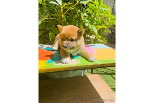 成約済の千葉県の豆柴-312275の5枚目