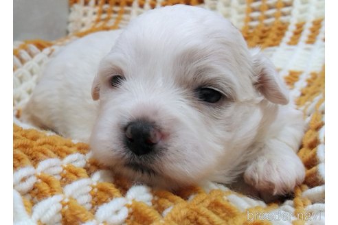 成約済の群馬県のミックス犬-312633の7枚目
