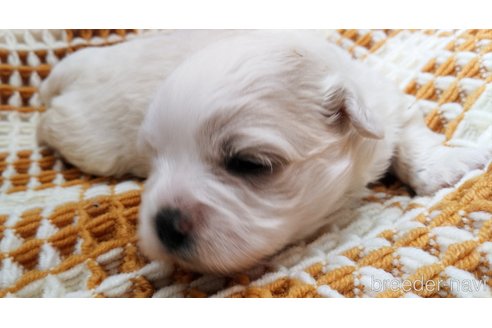 成約済の群馬県のミックス犬-312633の8枚目