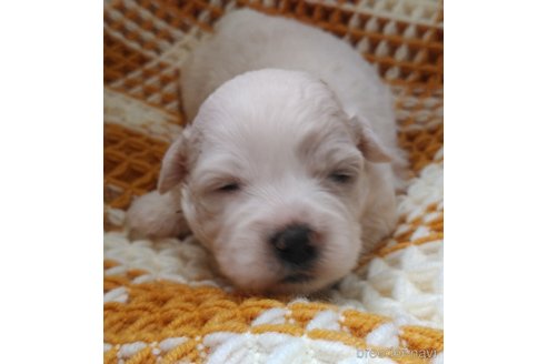 成約済の群馬県のミックス犬-312633の9枚目