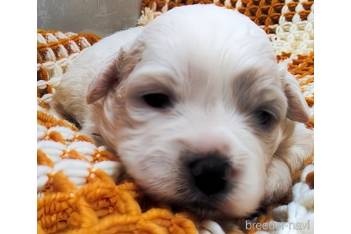 成約済の群馬県のミックス犬-312633の6枚目