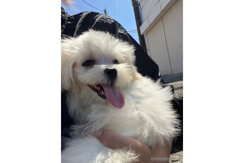 成約済の埼玉県のマルチーズ-295698の3枚目