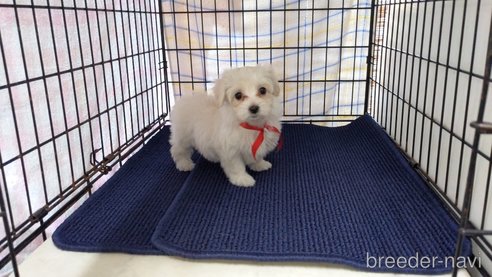 販売中の茨城県のミックス犬-285246の1枚目