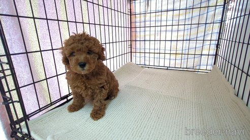 成約済の茨城県のトイプードル-302964の3枚目