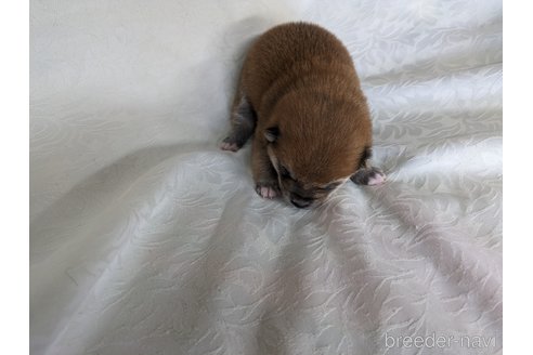 成約済の愛知県の豆柴-312312の4枚目