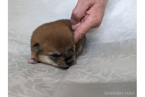 成約済の愛知県の豆柴-312312の3枚目