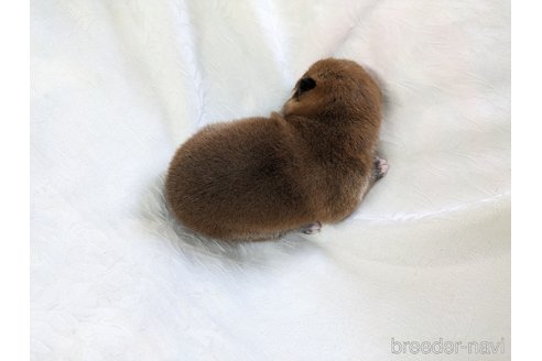 成約済の愛知県の豆柴-312312の2枚目
