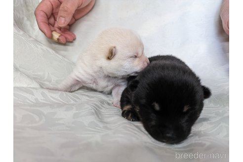 成約済の愛知県の豆柴-312316の5枚目