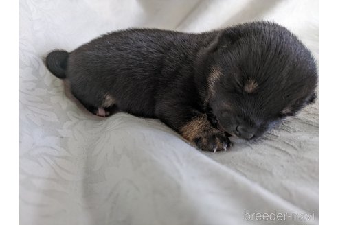 成約済の愛知県の豆柴-312316の4枚目
