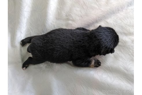 成約済の愛知県の豆柴-312316の2枚目