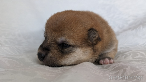 成約済の愛知県の豆柴-312312の1枚目